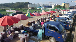 창녕전통시장 장날 고추·마늘시장 개장