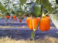 주경야독 농업인[7]박주석 진주 행복농장 대표