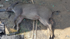 밀양 삼랑진 한 아파트 앞에 멧돼지 출몰