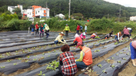 창원 내서읍, 이웃돕기 김장배추 심기