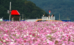 하동 북천코스모스·메밀꽃 축제