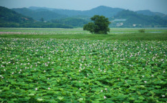 주남저수지 연잎점령, 철새는 어디로