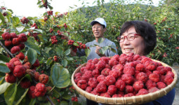 가을 햇살 머금은 구지뽕 수확