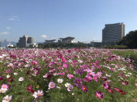 통영시, 트라이애슬론 광장 코스모스 꽃밭 조성