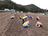 남해군 설천중앙노인대학 일손 나눔 활동