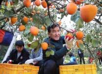 함양군 공무원, 10개 농가 곶감 원료감·단감수확
