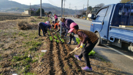 하동 고전면 잔너리길 꽃길 조성