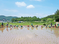 남해 삼동면 새마을지도자 사랑 나눔 모내기