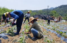 공노조 고성군지부 사랑의 농작물 재배