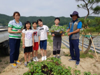 함양교육청, 기부 목화 모종 전 초등학교에 전달