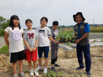 함양교육청, 기부 목화 모종 전 초등학교에 전달