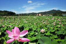 주남저수지 연꽃단지 인기