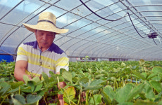 [더위를 이기는 사람들] 김형판 경아농장 대표