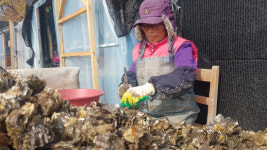 사천 서포 굴, 수확량 20%로 뚝 떨어져