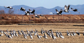 창원시, 주남저수지 철새 보호 팔 걷어