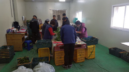 사천 시금치, 영남권 이마트 입점
