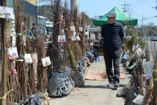 식목일 앞둔 진주 반성시장