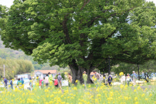 500살 어르신 나무도 봄날은 늘 청춘