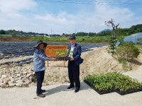 칠성면업사, 목화 모종 500포기 함양 초·중학교 전달