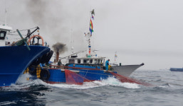 금어기 끝낸 멸치 본격 조업