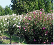 부산 화명수목원 18일까지 무궁화 전시회