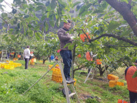 진양농협-대진로타리클럽, 농촌 일손돕기 행사