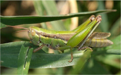 [미래 먹거리 식용곤충] (상)떠오르는 신농업
