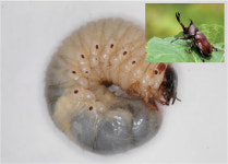 [미래 먹거리 식용곤충] (상)떠오르는 신농업