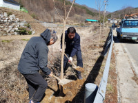 거창군 북상면, 심동마을 진입로 벚꽃길 조성
