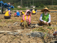 농협창녕군지부, 고주모 합동 일손돕기와 봉사활동