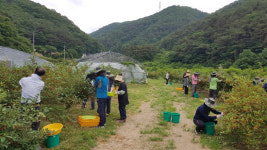 고성군 코로나19 극복 농촌일손돕기
