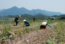창녕 기획예산담당관실, 도천면 농촌일손돕기 동참