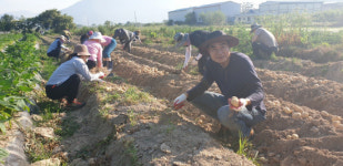 의창구 북면, 감자수확 농촌일손돕기 구슬땀