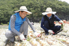 의령군 공무원, 6월말까지  농촌일손돕기