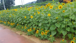 창원 내서읍 광려천 산책로 1만여그루 해바라기 만개