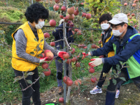 농협 창녕군지부 사과수확 일손돕기