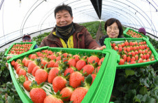 거창 유황 딸기 수확