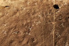 [경남일보·경남과학교육원 공동기획] 사진으로 보는 화석