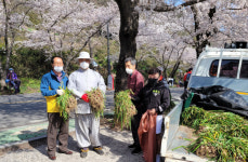하동 화개골 십리벚꽃길에 꽃무릇 파종