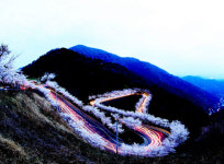 의령 자굴산 색소폰도로 벚꽃들의 향연