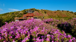 한우산 철쭉 SNS 사진으로 감상하세요