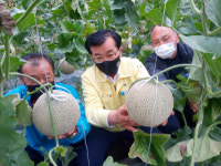 창원, 고품질 멜론 보급 재배단지 육성