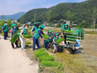 양산시 서창동 새마을지도자협의회·부녀회 나눔 모내기