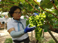 함안군 샤인머스켓 포도, 이마트 22개 매장서 판매 돌입