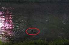 태풍에 물 불어난 마산 산호천에서 수달 발견