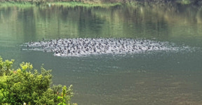남강 찾은 민물가마우지, 텃새 되려나