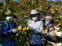 농협진주시지부-농관원-대곡농협, 단감 수확 일손 돕기