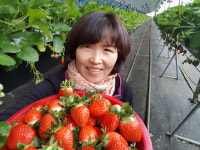 사천 딸기 이현순씨, 신지식농업인 선정