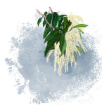 [박재현의 숲이야기]지게와 밤나무