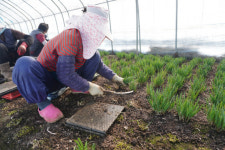 김해 대표농산물 대동 초벌부추 봄수확 한창